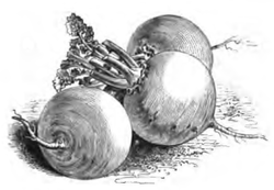 Navet jaune boule d'or (réduit au cinquième)