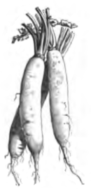 Navet long des Vertus (réduit au cinquième)