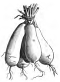 Navet long des Vertus marteau (réduit au cinquième)