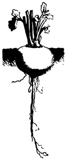 Navet rond des Vertus (réduit au cinquième)