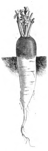 Navet rose du Palatinat (réduit au cinquième)