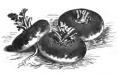 Navet rouge plat de mai, de Munich (réduit au cinquième)