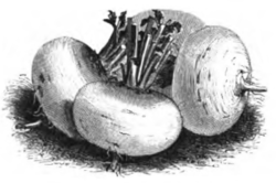 Navet turnep (réduit au cinquième)