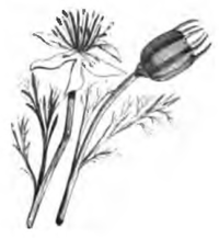 Nigelle aromatique (fleur et capsule, demi-grandeur)