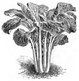Pak-choi (réduit au dixième)