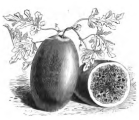 Pastèque à graine noire (réduite au huitième)