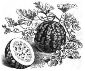 Pastèque à graine rouge (réduite au huitième)