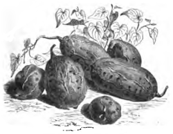 Patate rose de Malaga (réduit au huitième)