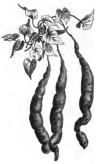 Patate violette ou rouge (réduit au huitième)