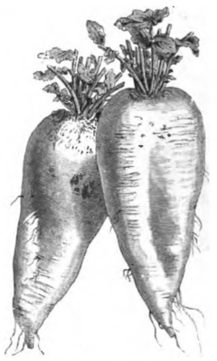 Radis blanc de Russie (réduit au tiers)