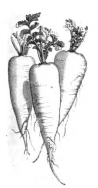 Radis gros blanc d'Augsbourg (réduit au tiers)