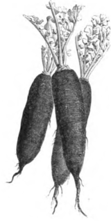Radis noir long d'hiver (réduit au tiers)