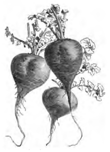 Radis violet gros d'hiver (réduit au tiers)