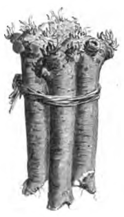 Raifort sauvage (réduit au cinquième)