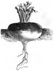 Navet d'Auvergne tardive (réduit au cinquième)