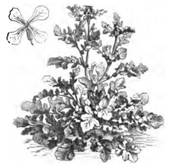 Roquette (réduite au sixième)