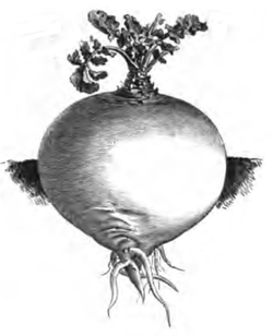 Rutabaga à collet vert (réduit au cinquième)