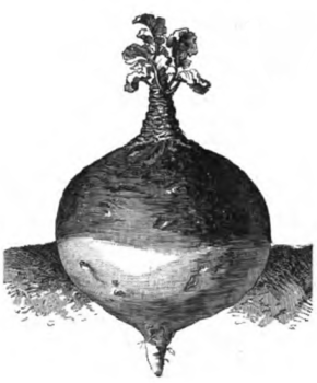 Rutabaga à collet violet (réduit au cinquième)