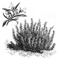 Sarriette vivace (réduite au huitième)