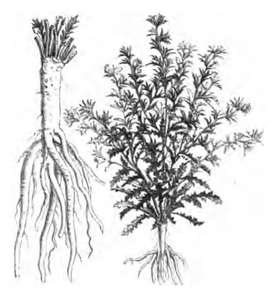 Scolyme dEspagne (plante réduite au douzième, racine au tiers)