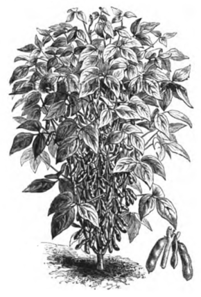 Soja d'Étampes (plante réduite au huitième, cosses au tiers)