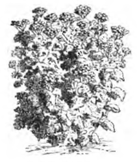 Tanaisie (réduite au vingtième)