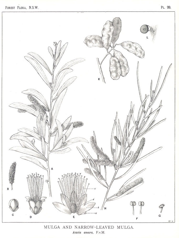 Illustration Acacia aneura, Par Maiden, J.H., Forest Flora of New South Wales (1904-1925) Forest Fl. N.S.W. vol. 3 (1906), via plantillustrations 