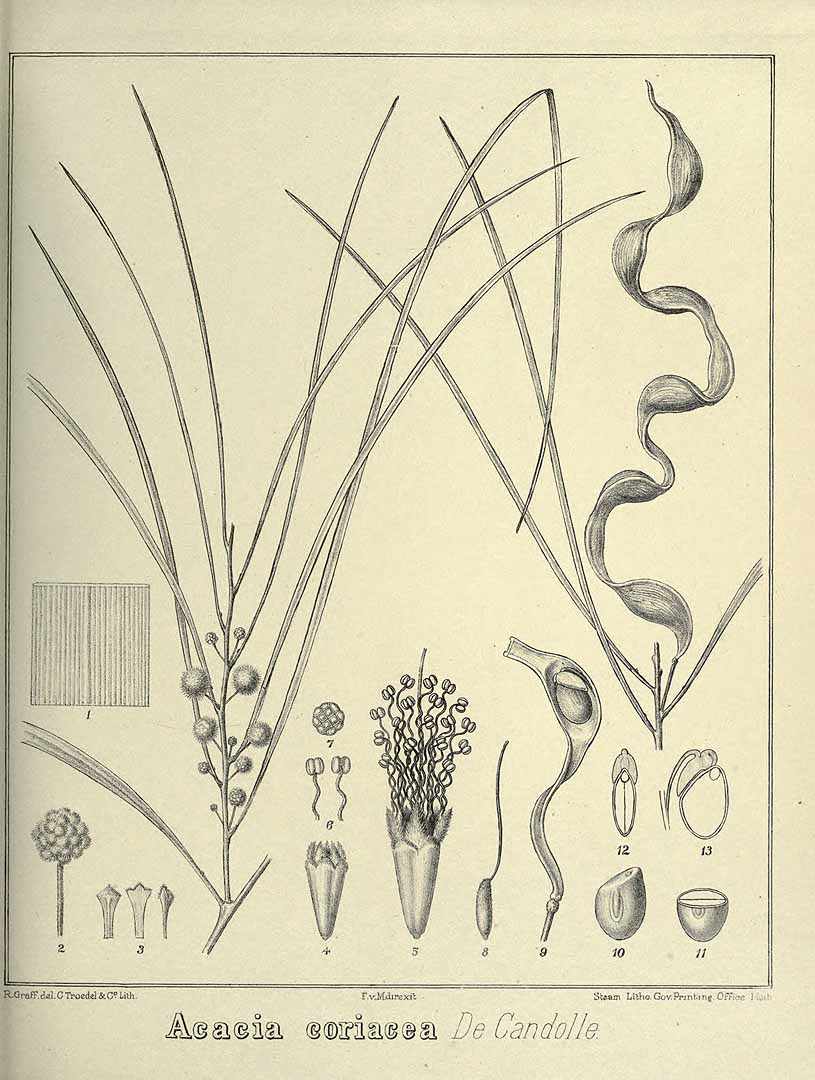 Illustration Acacia coriacea, Par Mueller [Müller], F.J.H. von, Iconography of Australian species of Acacia (1887-1888) Iconogr. Austral. Acacia, via plantillustrations 