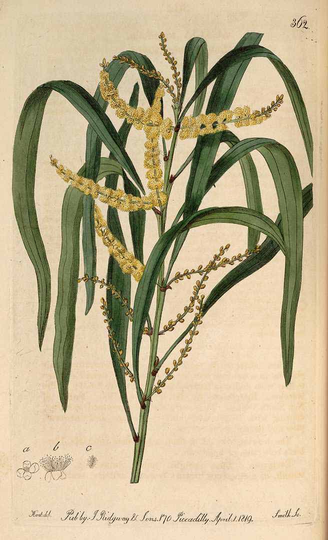 Illustration Acacia longifolia, Par Edwards, S.T., Botanical Register (1815-1828) Bot. Reg. vol. 5 (1819), via plantillustrations 