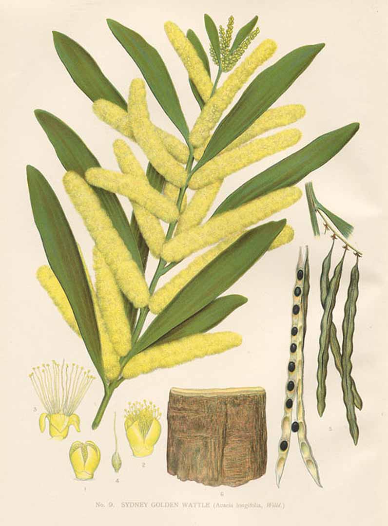 Illustration Acacia longifolia, Par Maiden, J.H., Campbell, W.S., flowering plants and ferns of New South Wales (1895-1898) Fl. Pl. Ferns N.S.W., via plantillustrations 
