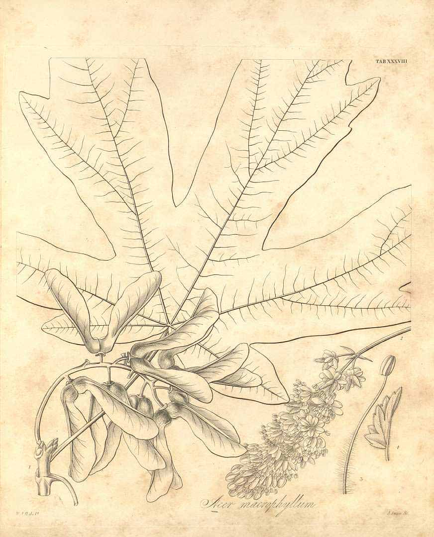 Illustration Acer macrophyllum, Par Hooker, W.J., Flora boreali-americana, or, the botany of the northern parts of British America (1829-1840) Fl. Bor.-Amer. (Hooker) vol. 1 (1840), via plantillustrations 