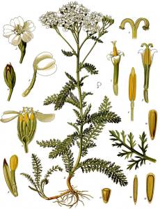 Illustration Achillea millefolium cv. 'À Fleurs Rouges', Par Franz Eugen Köhler, Köhler's Medizinal-Pflanzen (List of Koehler Images, domaine public), via Wikimedia Commons 