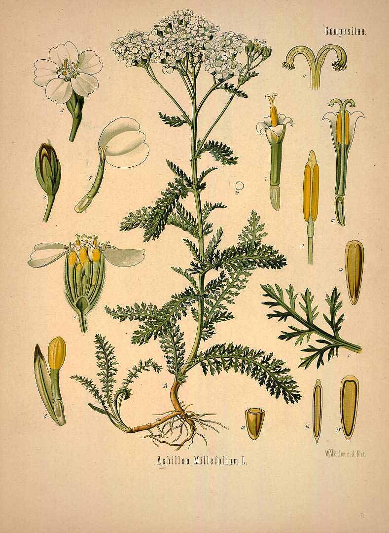 Illustration Achillea millefolium, Par Khler, F.E., Khler?s Medizinal Pflanzen (1883-1914) Med.-Pfl., via plantillustrations 
