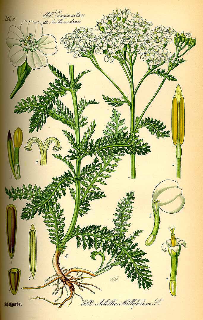Illustration Achillea millefolium, Par Thom, O.W., Flora von Deutschland sterreich und der Schweiz (1886-1889) Fl. Deutschl., via plantillustrations 