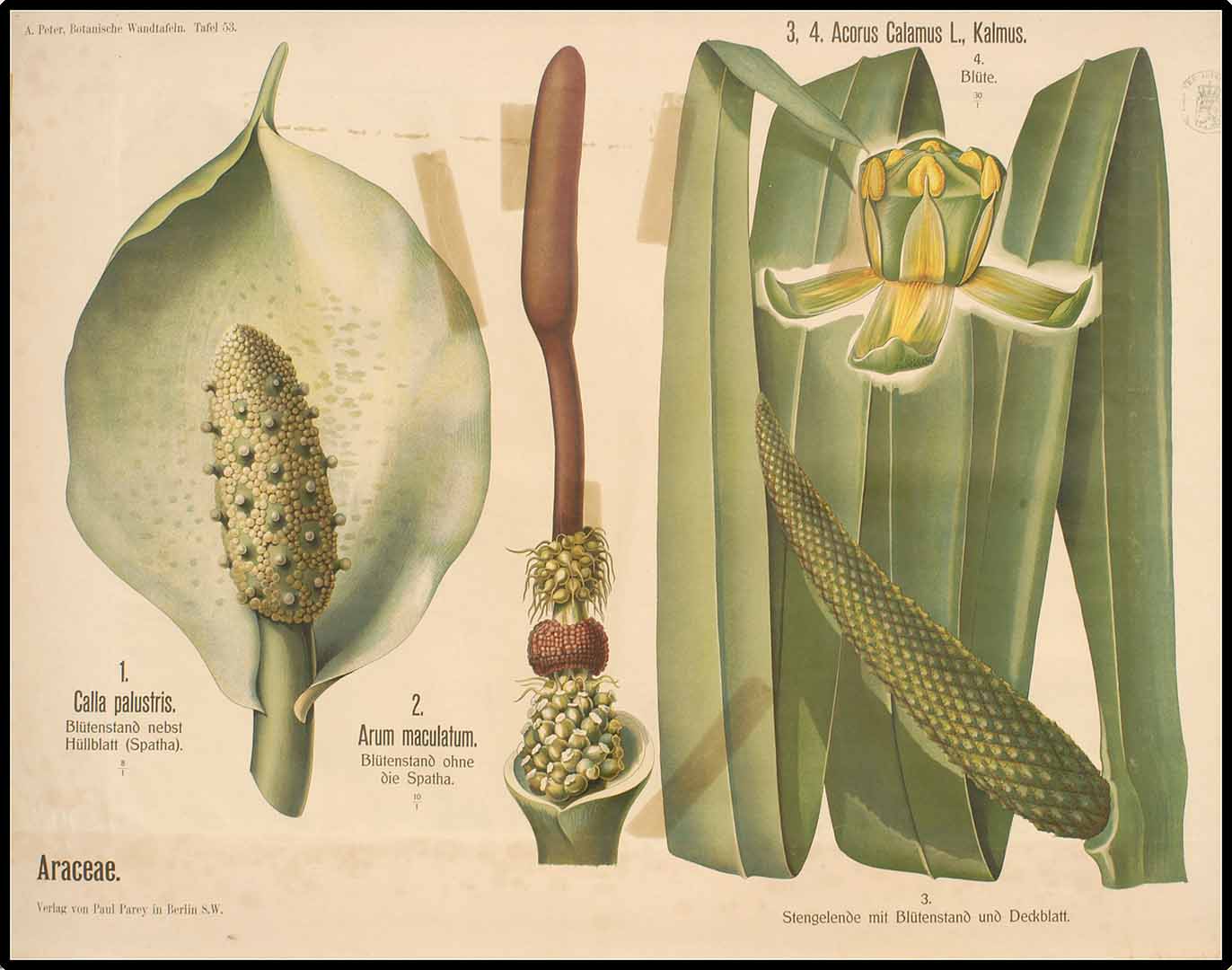 Illustration Acorus calamus, Par Peter, A., Botanische Wandtafeln (1901), via plantillustrations 