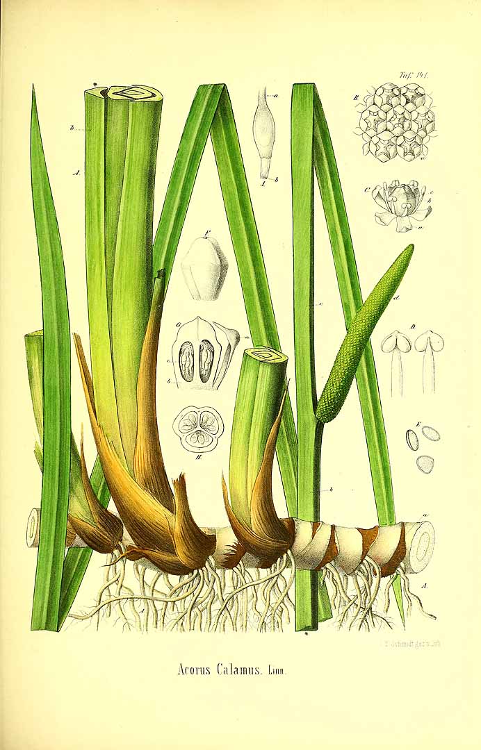 Illustration Acorus calamus, Par Berg, O.C., Schmidt, C.F., Atlas der officinellen Pflanzen (1893-1902) Atlas. Off. Pfl., via plantillustrations 