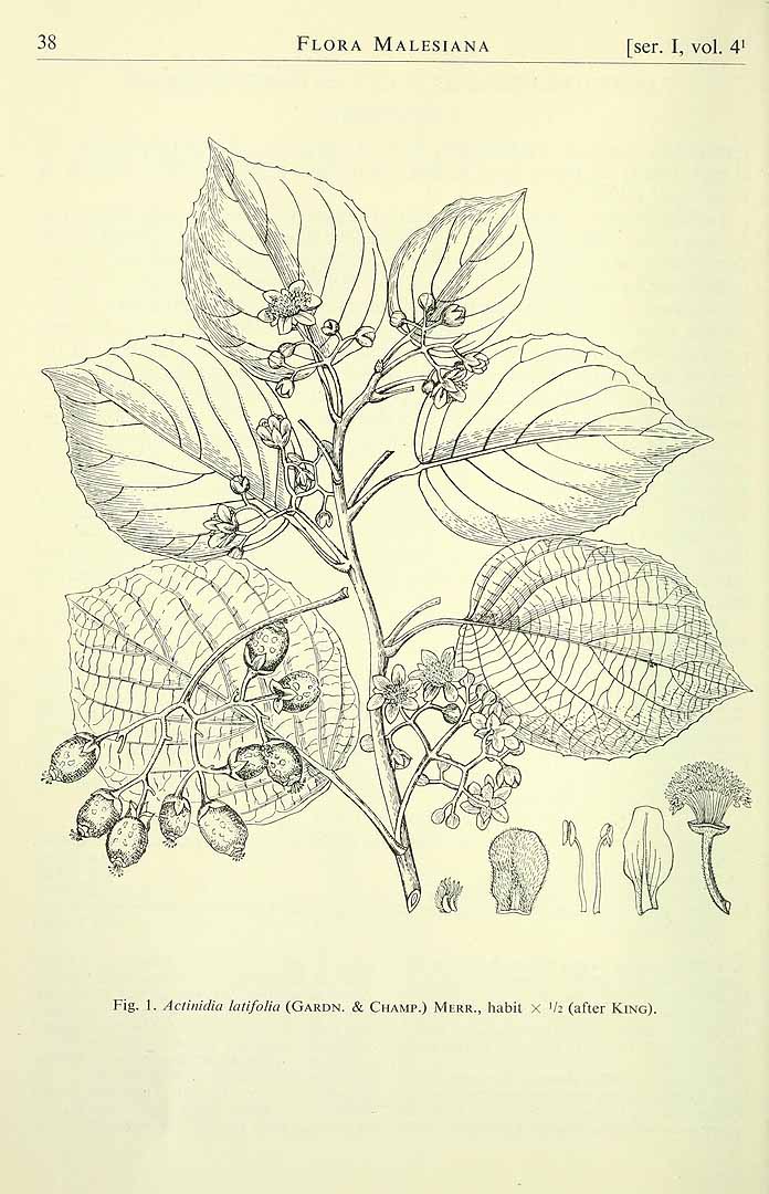 Illustration Actinidia lanceolata, Par Flora Malesiana Fl. Males. vol. 4 (1948-1954), via plantillustrations 