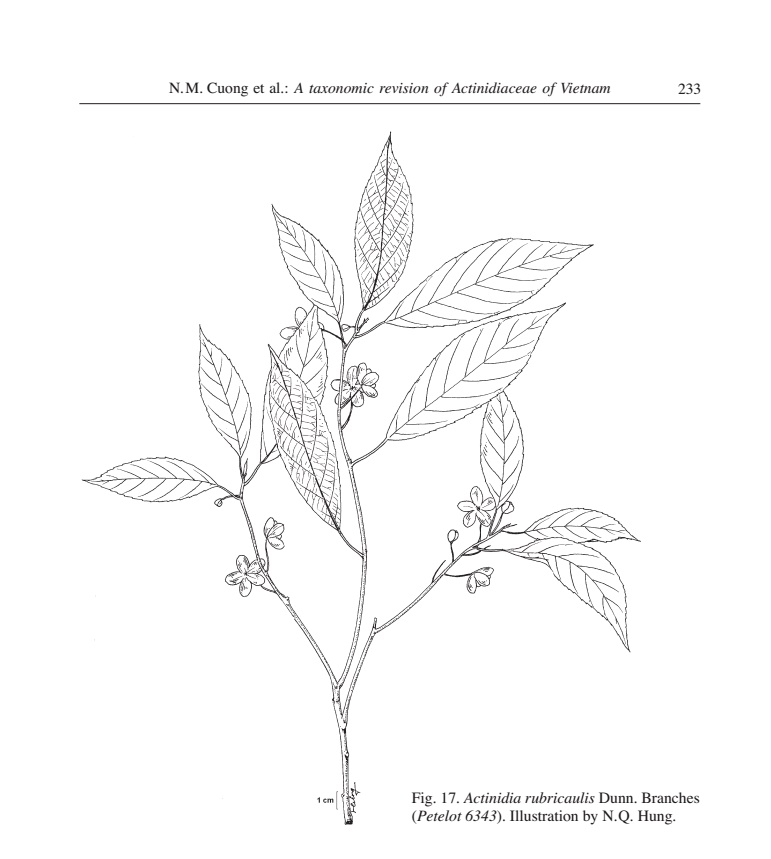 Illustration Actinidia rubricaulis, Par N.Q.Hung; A Taxonomic Revision of Actinidiaceae of Vietnam; Blumea 52: pp233, 2007, via temperate.theferns 