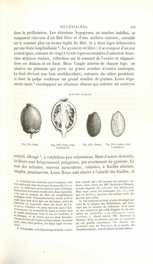 Illustration Actinidia strigosa, Par Baillon, H.E., Histoire des plantes (1866-1895) Hist. Pl. vol. 1 (1866), via plantillustrations 