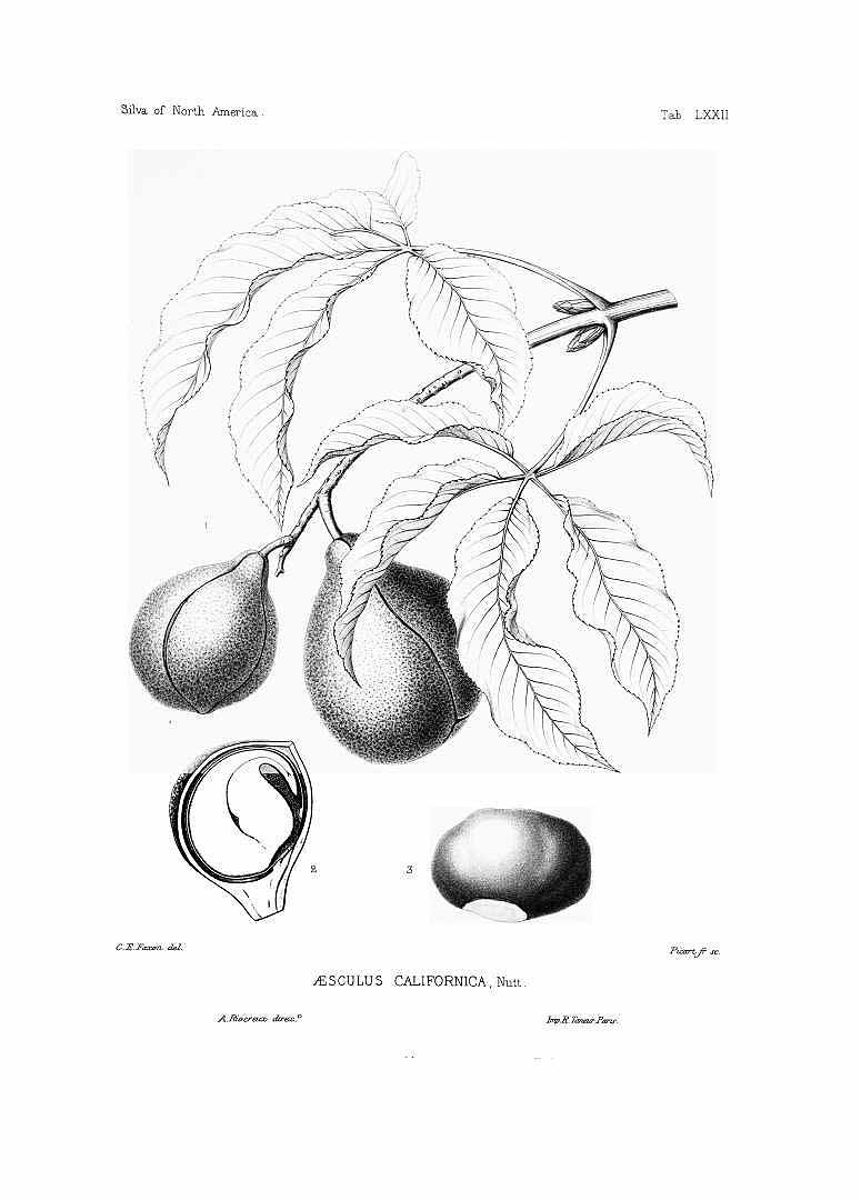 Illustration Aesculus californica, Par Sargent, C.S., Silva of North America (1891-1902) Silva vol. 2 (1891), via plantillustrations 