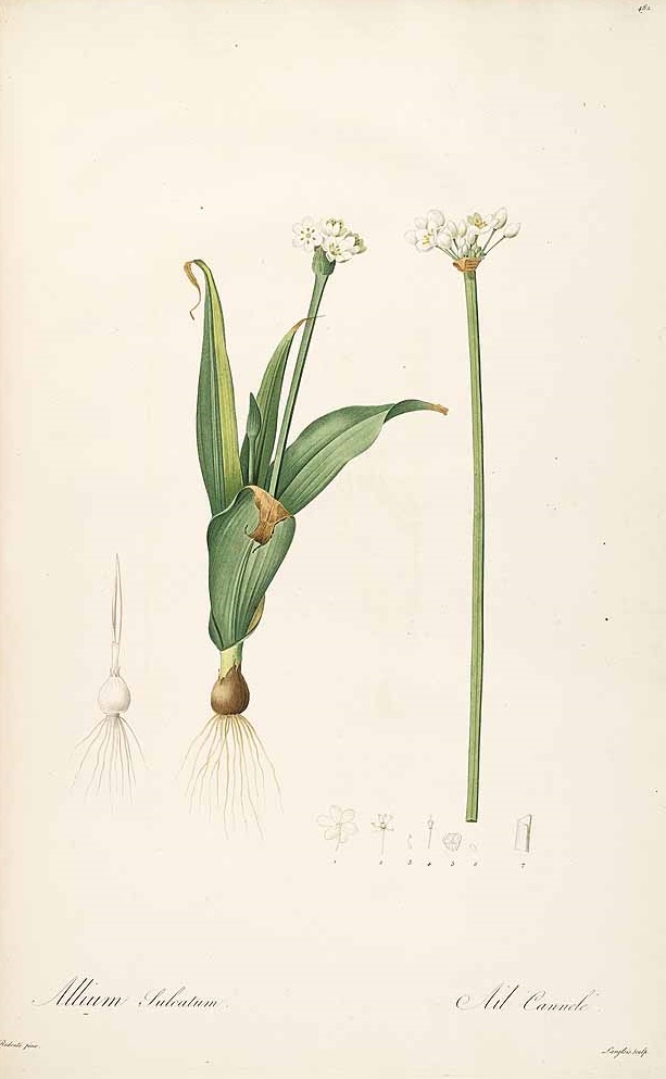 Illustration Allium neapolitanum, Par Redouté, P.J., Liliacées (1802-1816) Liliac. vol. 8 (1805), via plantillustrations 