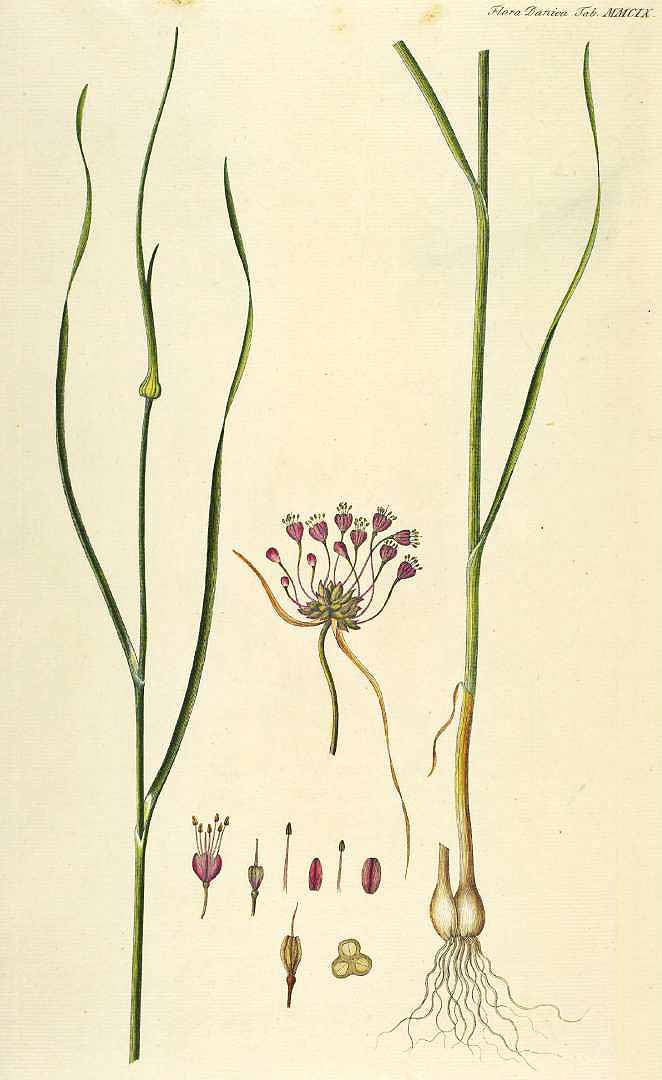 Illustration Allium carinatum, Par Oeder, G.C., Flora Danica (1761-1861) Fl. Dan. (1761-1883), via plantillustrations 