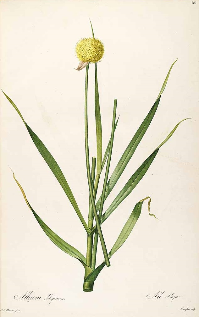 Illustration Allium obliquum, Par Redouté, P.J., Liliacées (1802-1816) Liliac. vol. 7 (1805), via plantillustrations 