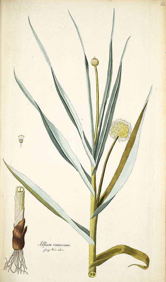 Illustration Allium obliquum, Par Jacquin, N.J. von, Icones plantarum rariorum (1781-1793) Icon. Pl. Rar. vol. 1 (1781), via plantillustrations 