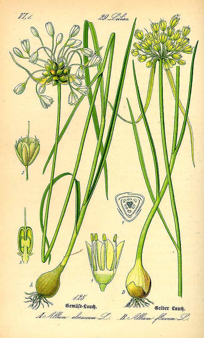 Illustration Allium flavum, Par Thomé, O.W., Flora von Deutschland Österreich und der Schweiz (1886-1889) Fl. Deutschl. vol. 1 (1885), via plantillustrations 