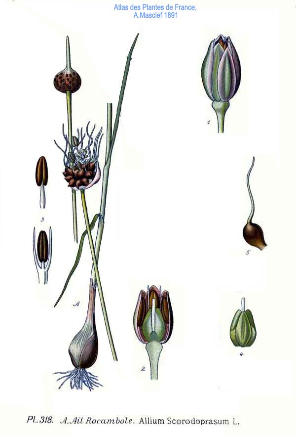 Illustration Allium scorodoprasum, Par inconnu, via x 