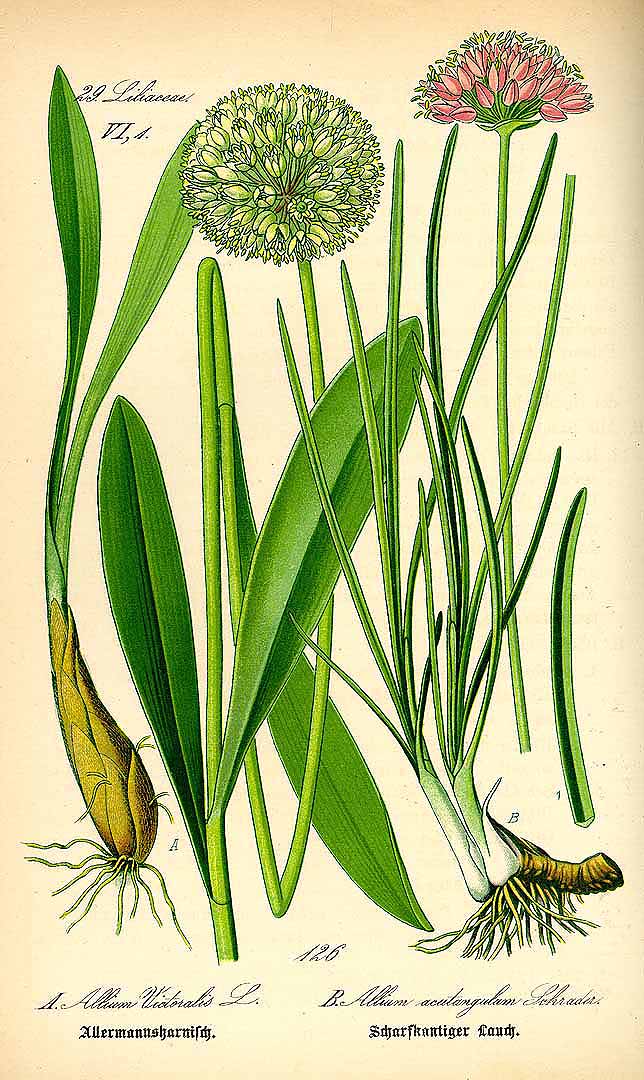 Illustration Allium victorialis, Par Thomé, O.W., Flora von Deutschland Österreich und der Schweiz (1886-1889) Fl. Deutschl. vol. 1 (1885), via plantillustrations 
