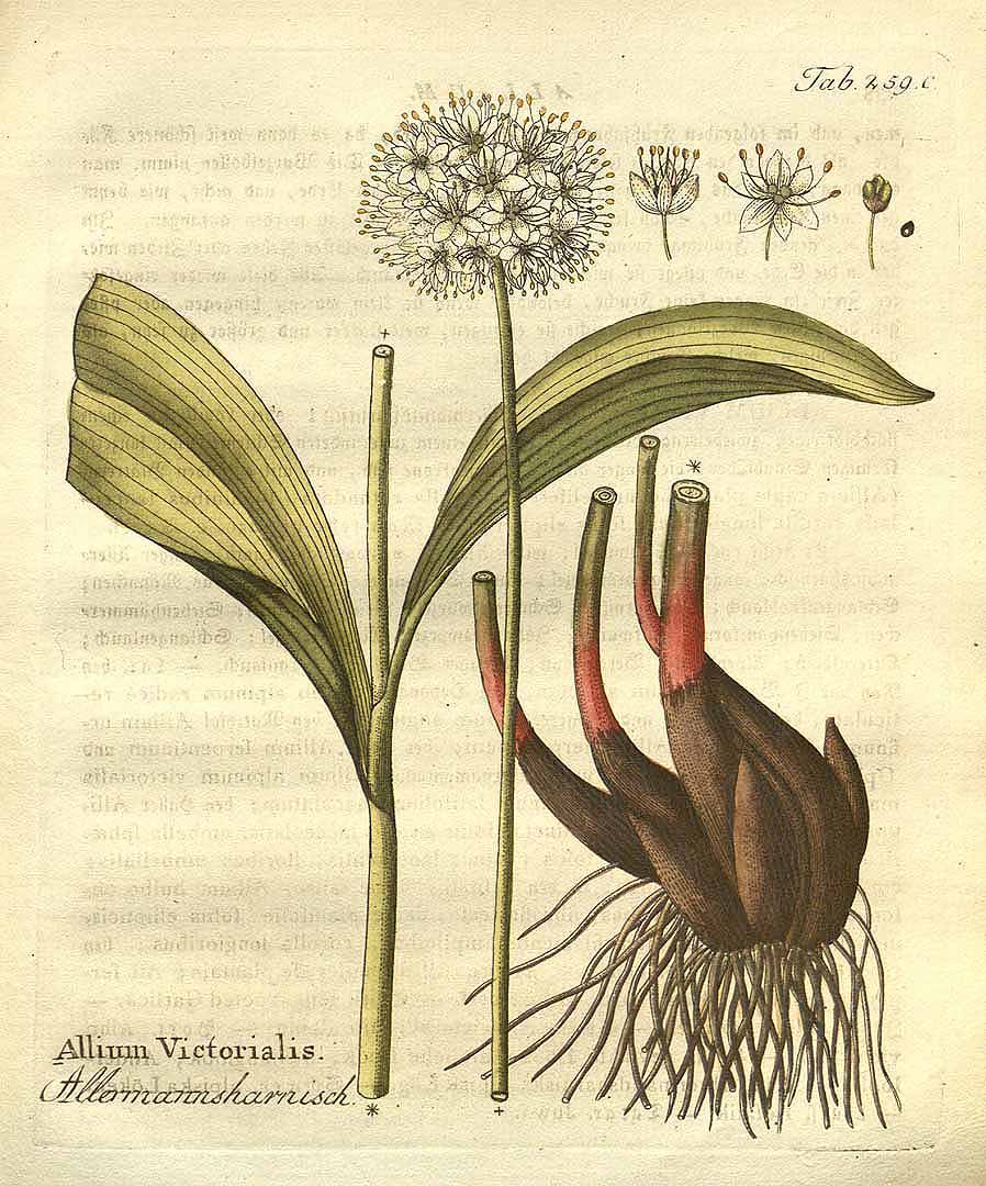 Illustration Allium victorialis, Par Vietz, F.B., Icones plantarum medico-oeconomico-technologicarum (1800-1822) Icones Pl. Med.-Oecon. vol. 3 (1806), via plantillustrations 