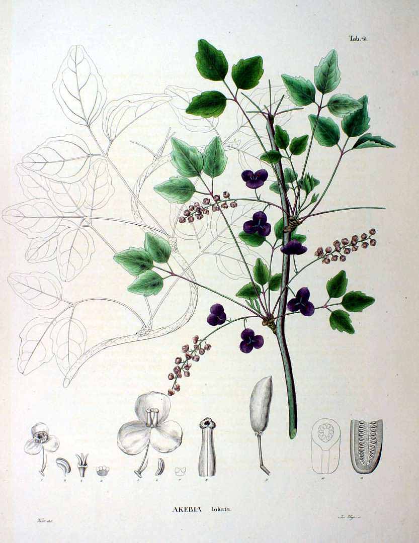 Illustration Akebia trifoliata, Par Siebold, P.F. von, Zuccarini, J.G., Flora Japonica (1842-1870) Fl. Jap., via plantillustrations 