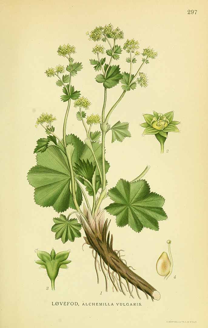Illustration Alchemilla vulgaris, Par Lindman, C.A.M., Bilder ur Nordens Flora Bilder Nordens Fl. vol. 2 (1922), via plantillustrations 